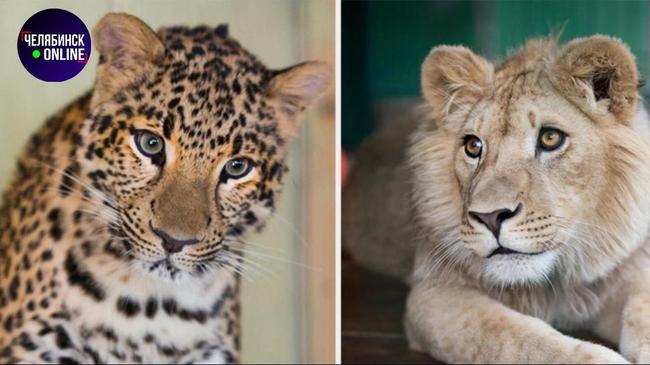 🦁 Львенка и леопарда, спасенных в Челябинске, отправят в Танзанию.