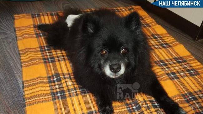 😨 Женщина выбросила собаку из окна в Металлургическом районе