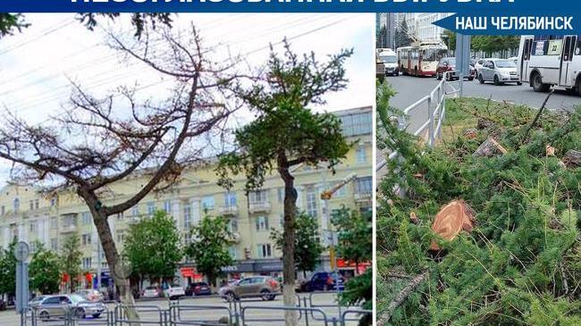 ⚡ Мэр Челябинска уволила двоих подчиненных за снос вековых деревьев.