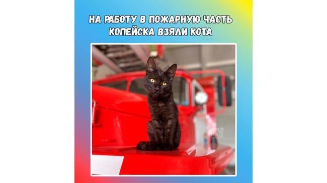 😃 На службу к пожарным Копейска поступил новый сотрудник — молодой кот. 