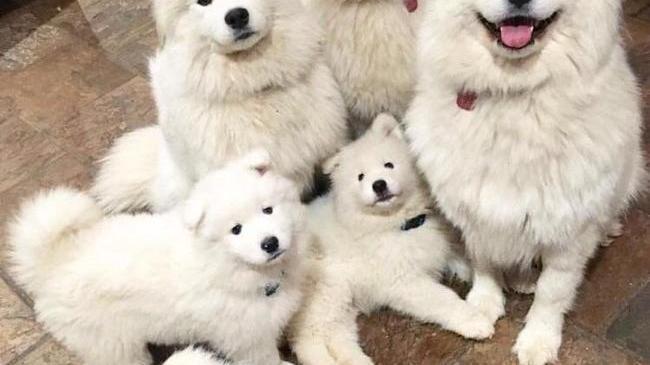 Без кота фотография не та 😄