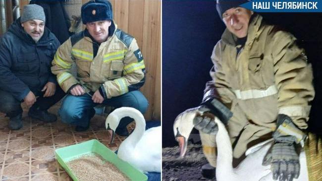 🦢 Спасли вмёрзшего в лёд лебедя