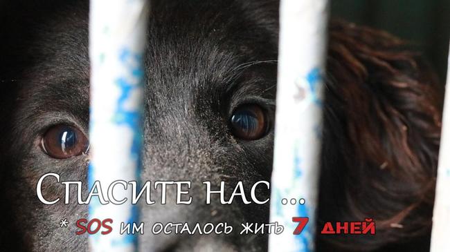 Глава Челябинска пообещал, что животных из ветприемника МУП «ГорЭкоЦентр» не убьют