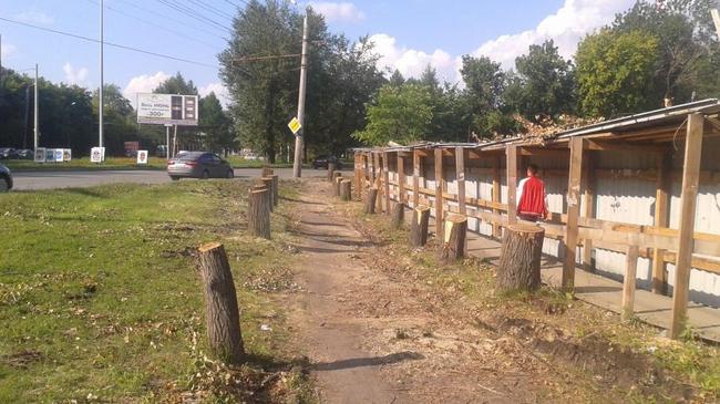 В Челябинске спилили 90 «дешёвых» деревьев, чтобы построить банк 