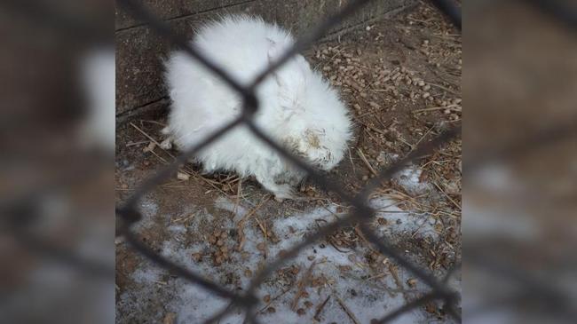Стал жертвой страсти: посетителей челябинского зоопарка шокировал измученный кролик