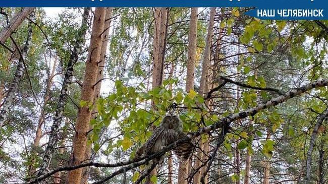 🦉 Зоозащитники выпустили на волю редких птиц в Чебаркульском бору 