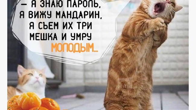 🍊 Неожиданный рекорд: Россия стала самой «мандариновой» страной в мире