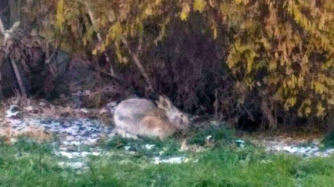 Жителей Челябинска удивил дикий заяц в самом центре города