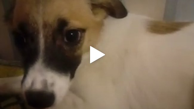 Пропала собака(((